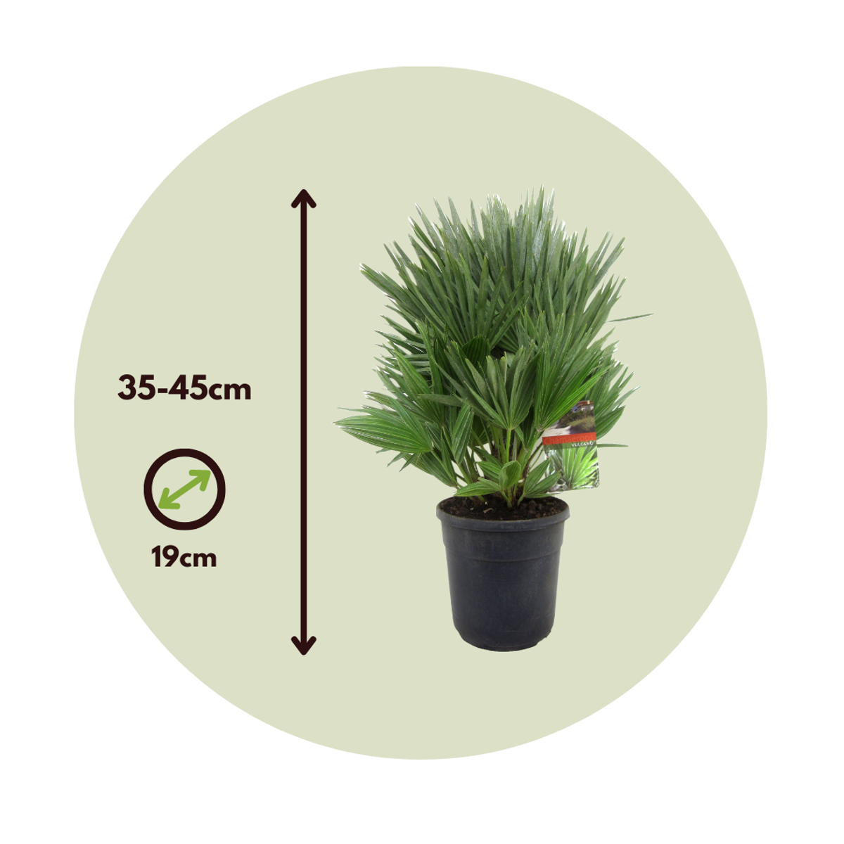 Palmier nain - Chamaerops 'Vulcano' - Hauteur 35-45cm - ⌀19cm