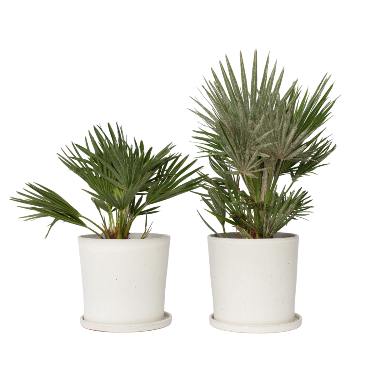 Palmier nain - Set de 2 - Chamaerops 'Vulcano' - Hauteur 35-45cm - ⌀19cm