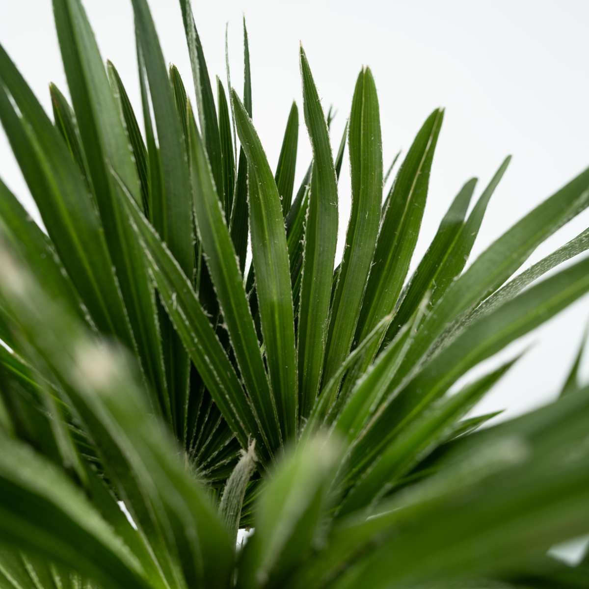 Palmier nain - Chamaerops 'Vulcano' - Hauteur 45-55cm - ⌀24cm - TD Plantz