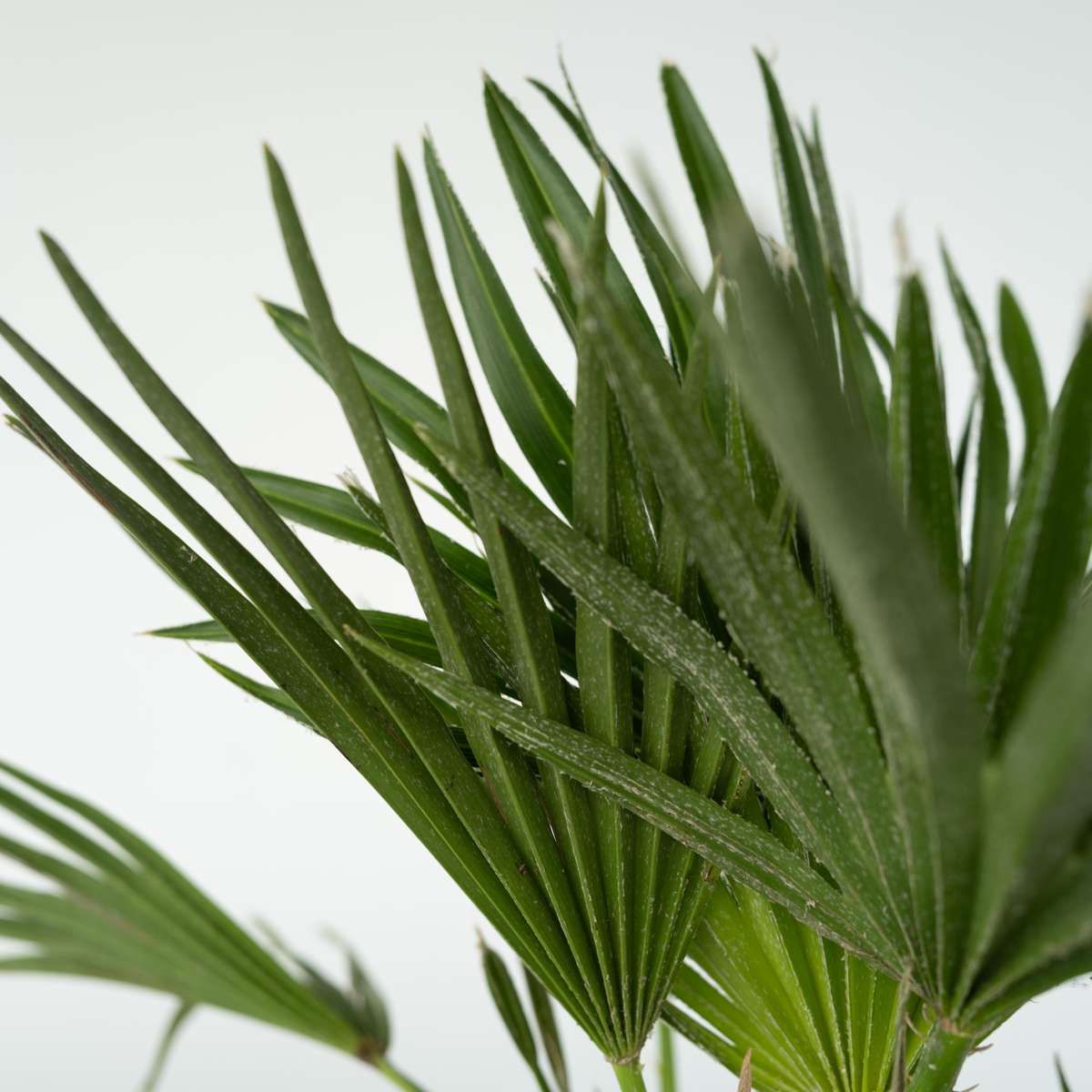 Palmier nain - Chamaerops 'Vulcano' - Hauteur 45-55cm - ⌀24cm - TD Plantz