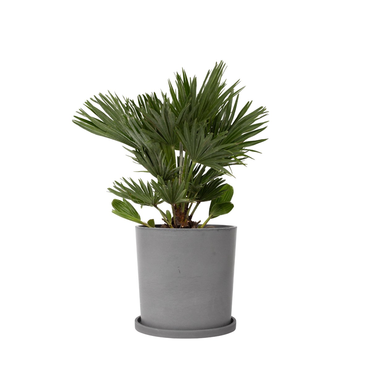 Palmier nain - Chamaerops 'Vulcano' - Hauteur 45-55cm - ⌀24cm - TD Plantz
