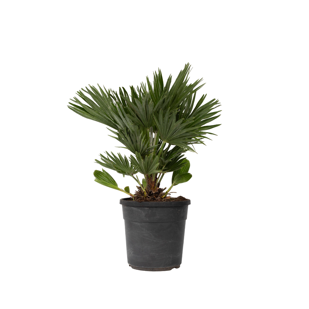 Palmier nain - Chamaerops 'Vulcano' - Hauteur 45-55cm - ⌀24cm - TD Plantz