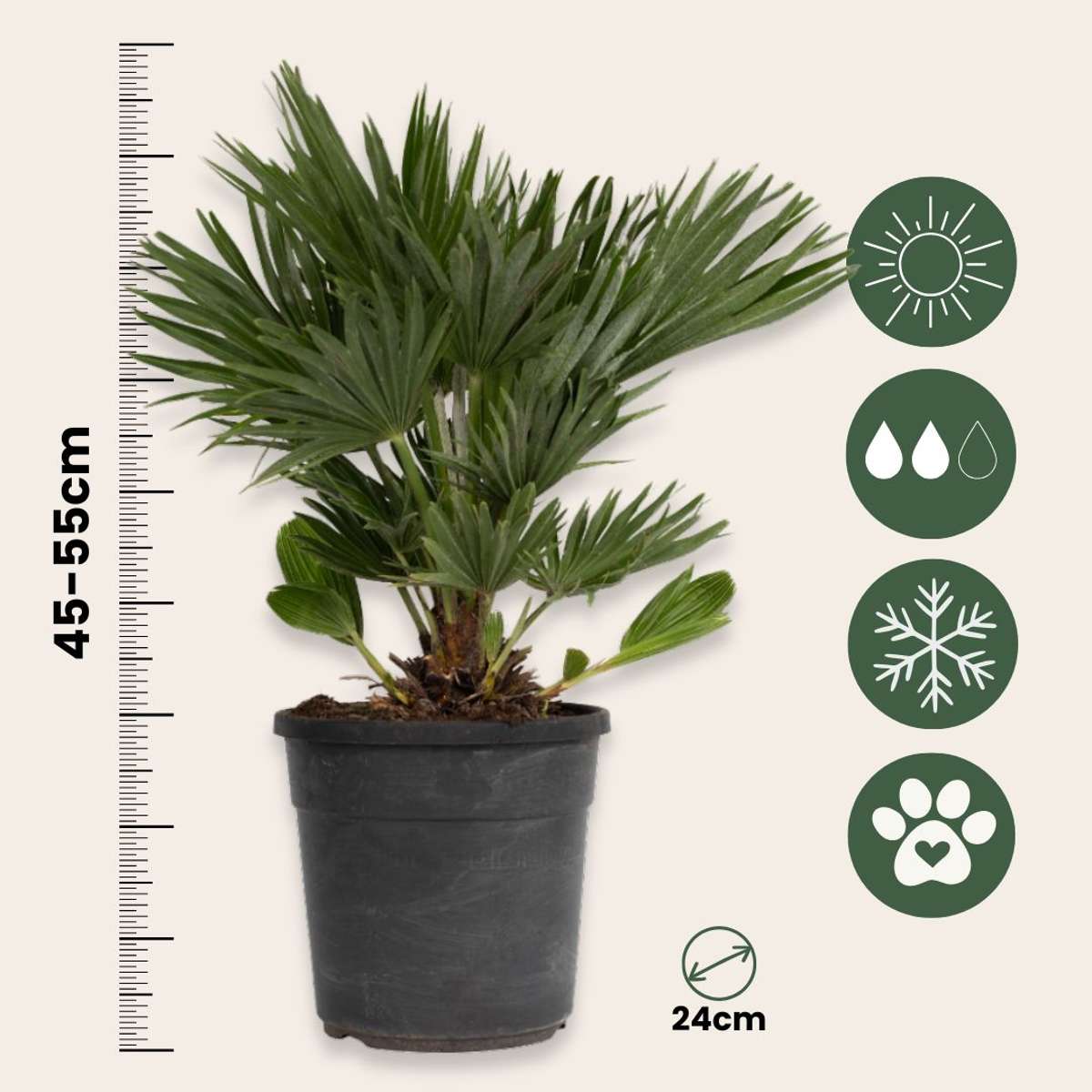 Palmier nain - Chamaerops 'Vulcano' - Hauteur 45-55cm - ⌀24cm - TD Plantz