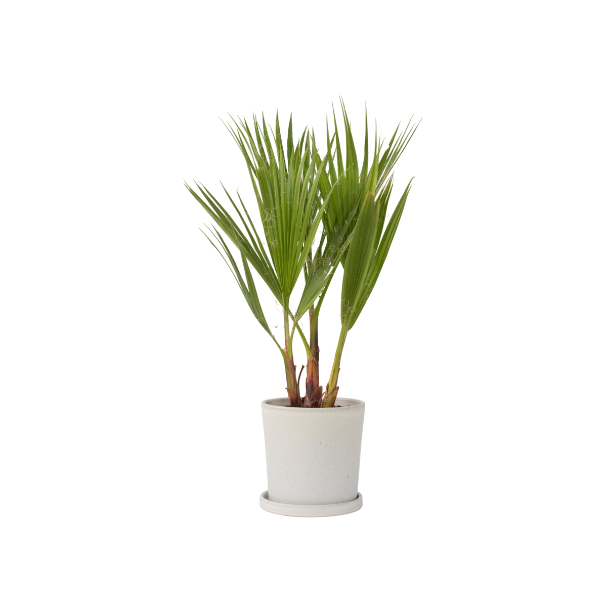 Palmier de Washington - Washingtonia robusta - Hauteur 50-60cm - ⌀15cm
