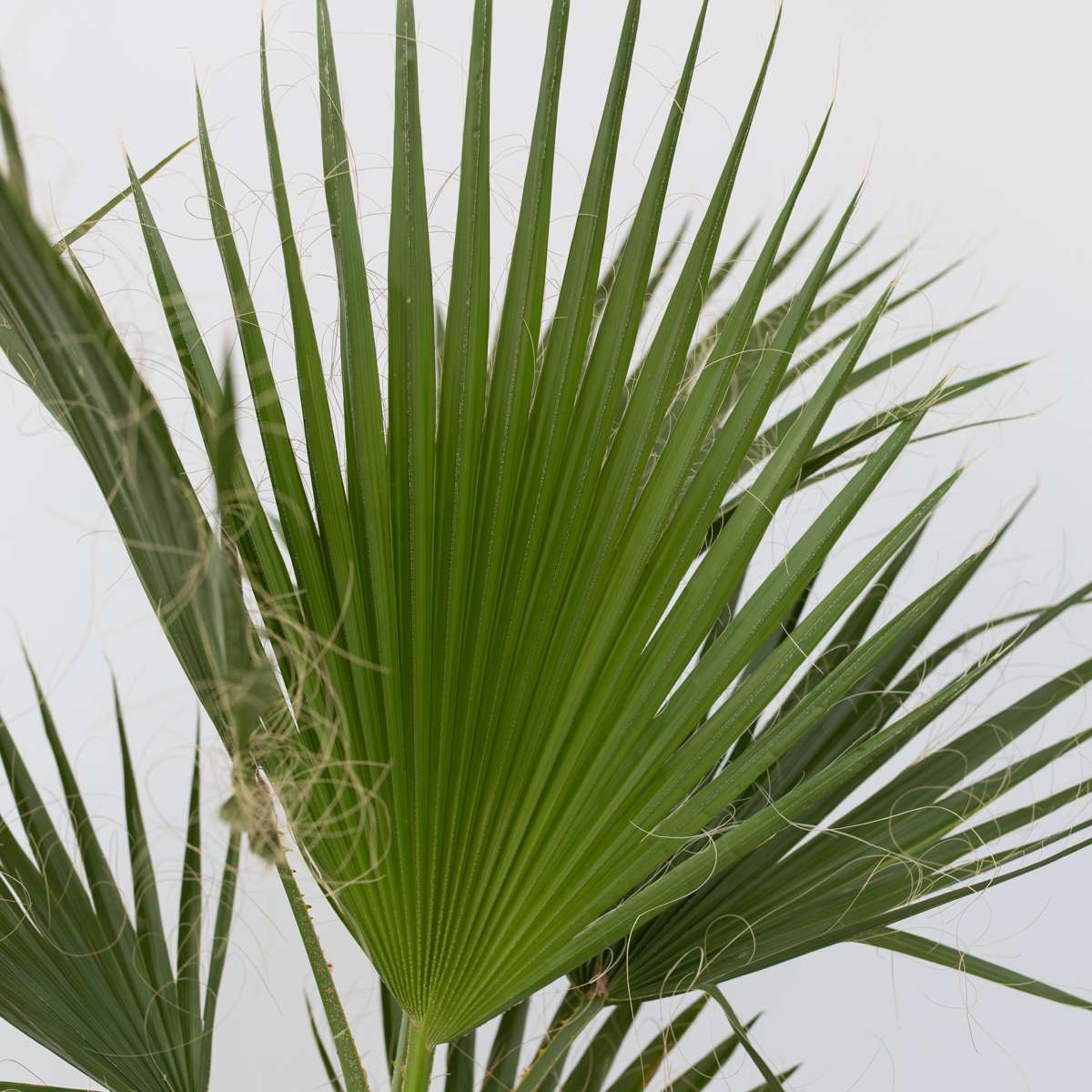 Palmier de Washington - Set de 2 - Washingtonia robusta - H50-60cm - ⌀15cm - TD Plantz