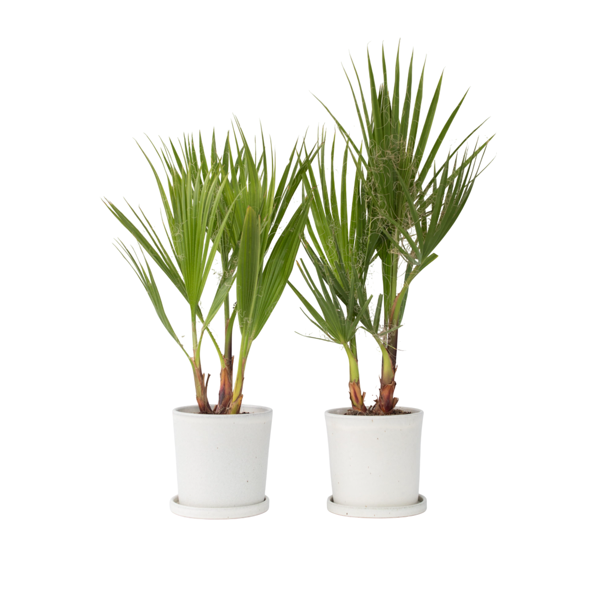 Palmier de Washington - Set de 2 - Washingtonia robusta - H50-60cm - ⌀15cm - TD Plantz