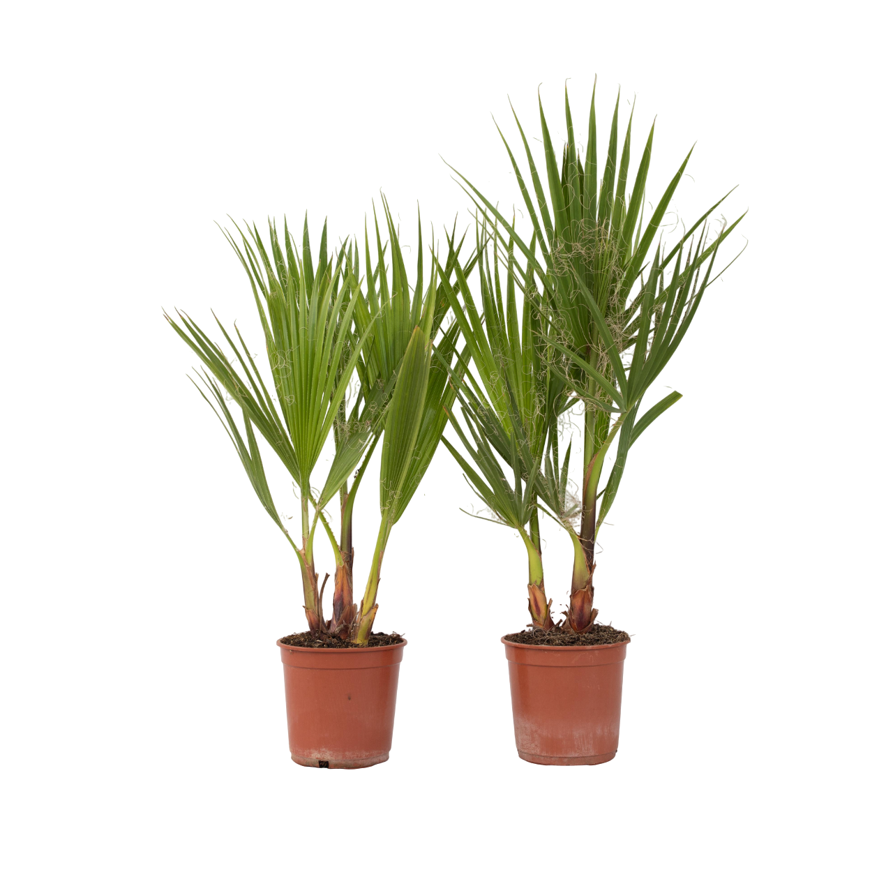 Palmier de Washington - Set de 2 - Washingtonia robusta - H50-60cm - ⌀15cm - TD Plantz