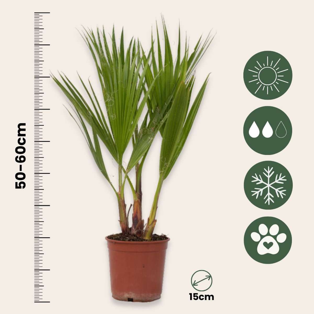 Palmier de Washington - Set de 2 - Washingtonia robusta - H50-60cm - ⌀15cm - TD Plantz