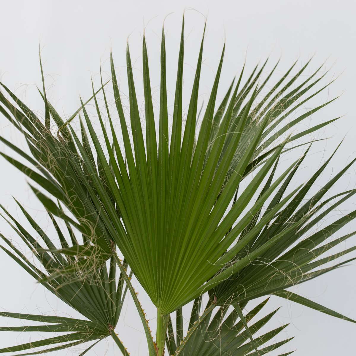 Palmier de Washington - Washingtonia robusta - Hauteur 70-90cm - ⌀21cm - TD Plantz