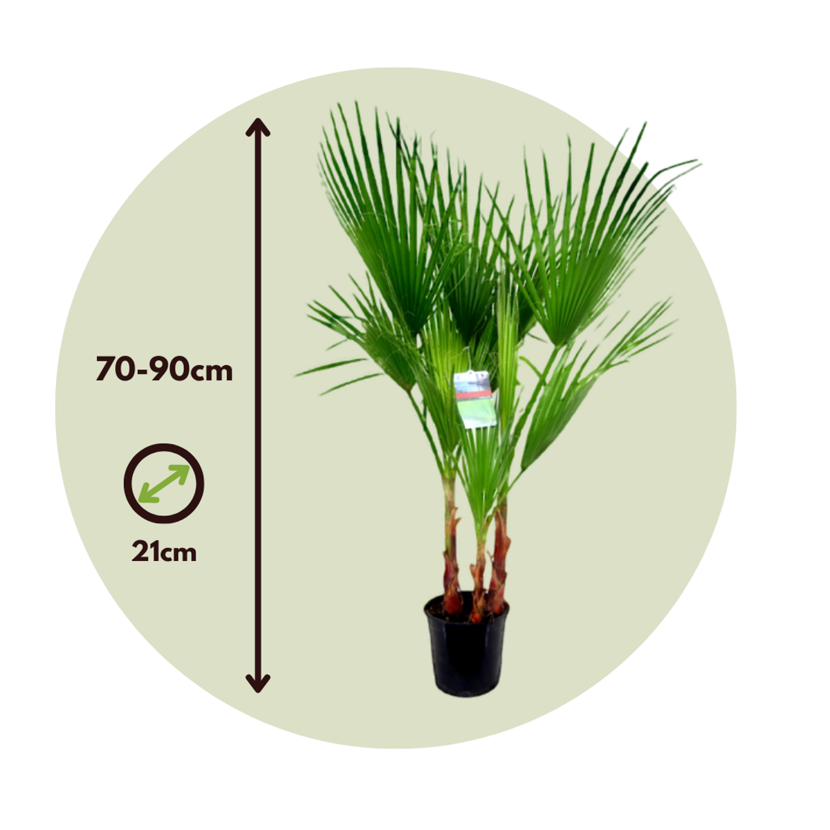 Palmier de Washington - Washingtonia robusta - Hauteur 70-90cm - ⌀21cm - TD Plantz