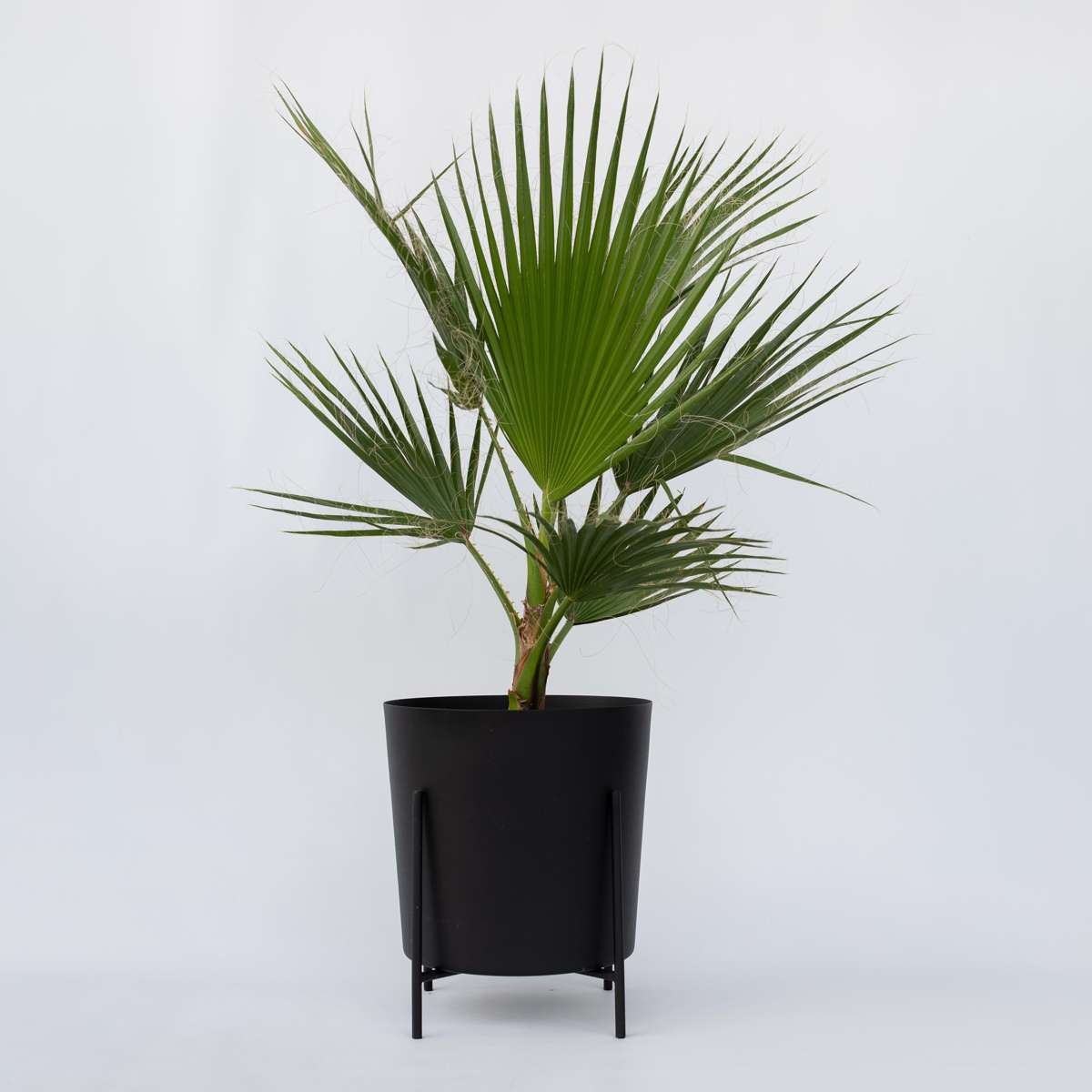 Palmier de Washington - Washingtonia robusta - Hauteur 70-90cm - ⌀21cm - TD Plantz
