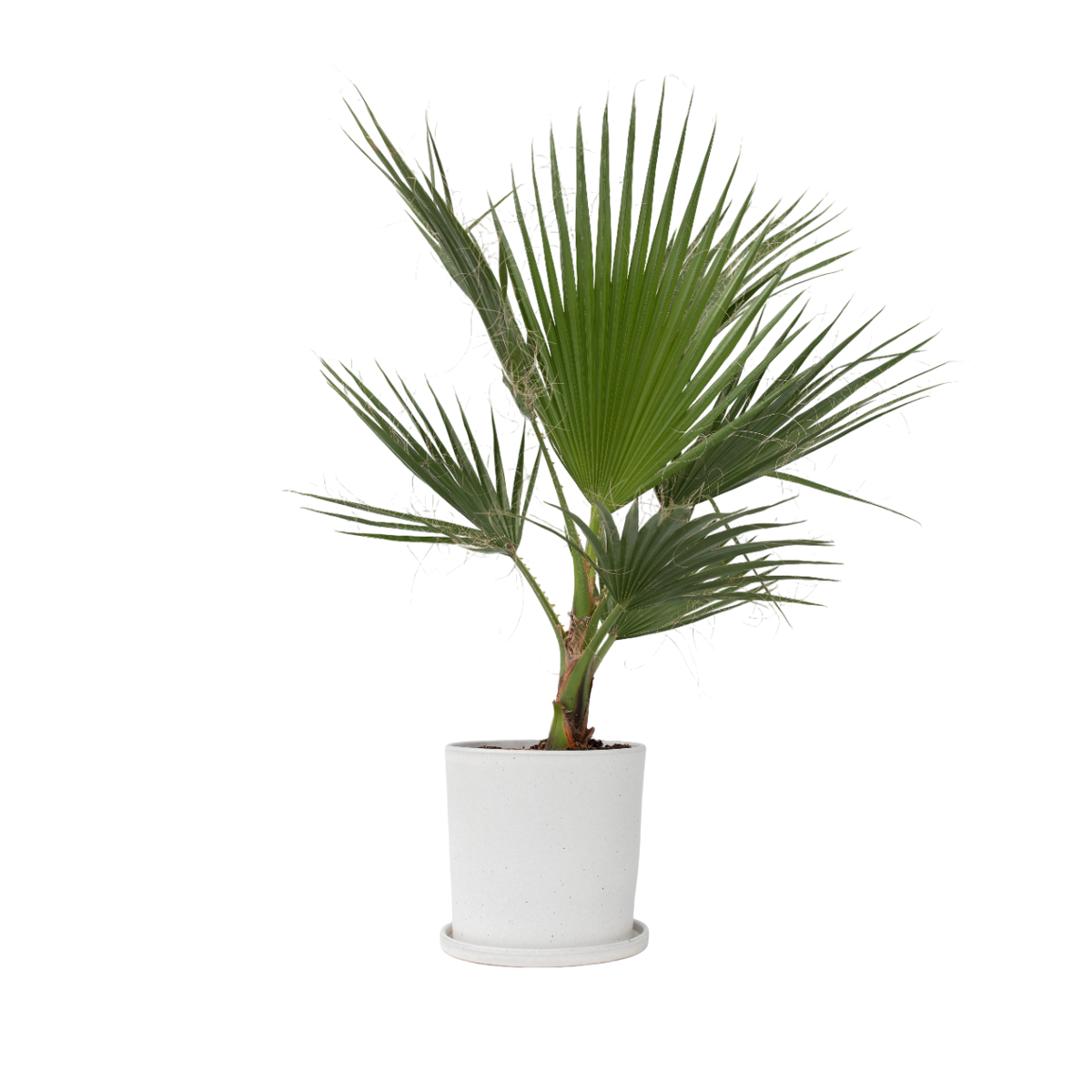 Palmier de Washington - Washingtonia robusta - Hauteur 70-90cm - ⌀21cm