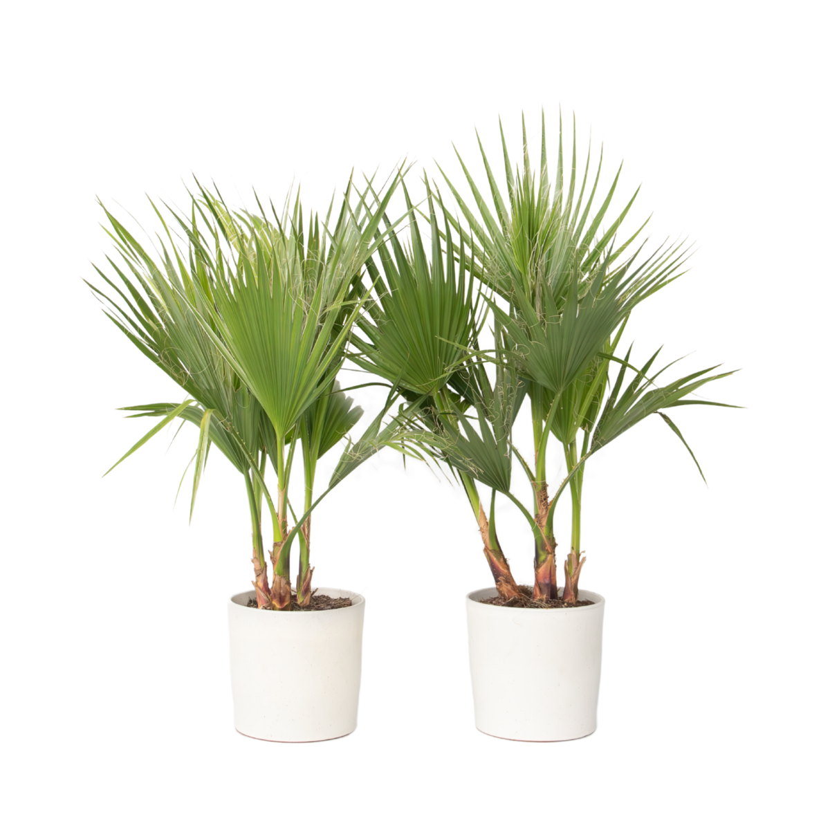 Palmier de Washington - Set de 2 - Washingtonia robusta - H70-90cm - ⌀21cm