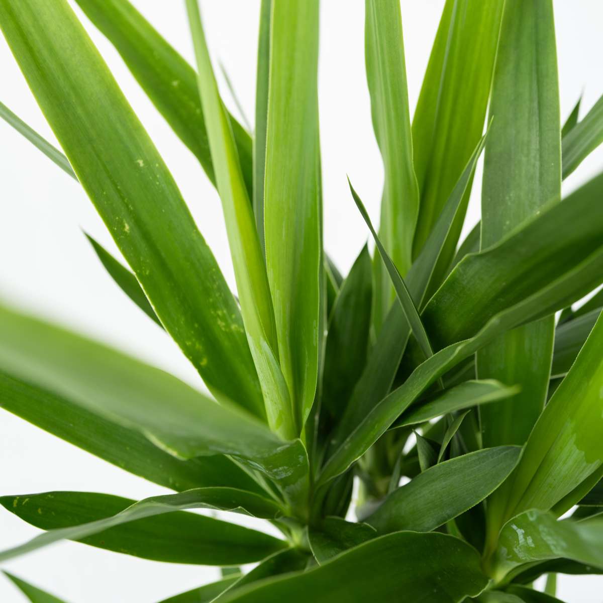 Common Yucca - Yucca elephantipes - Height 50-60cm - ⌀14cm