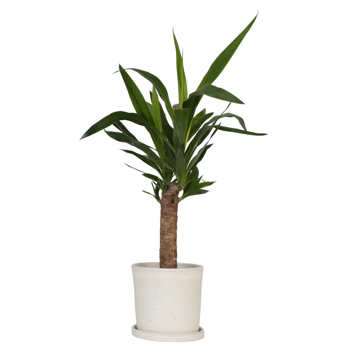 Pied d'éléphant - Yucca elephantipes - Hauteur 50-60cm - ⌀14cm