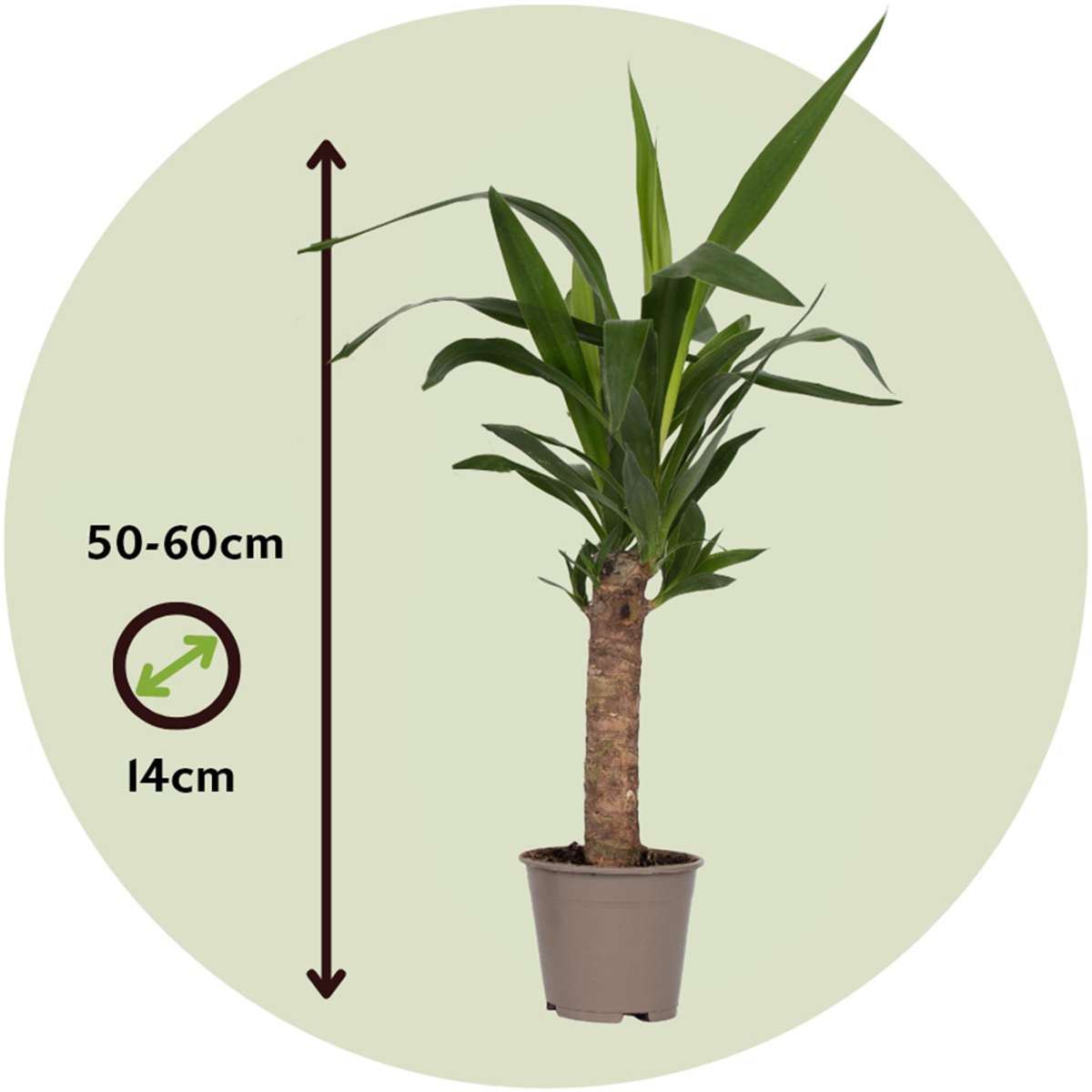 Common Yucca - Yucca elephantipes - Height 50-60cm - ⌀14cm