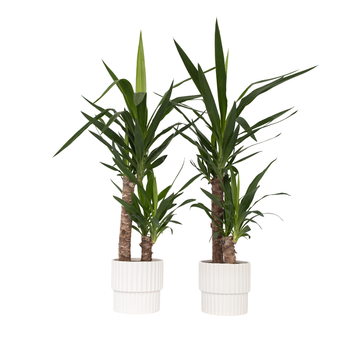 Common Yucca - 2 pcs. - Yucca elephantipes - Height 70-80cm - ⌀17cm