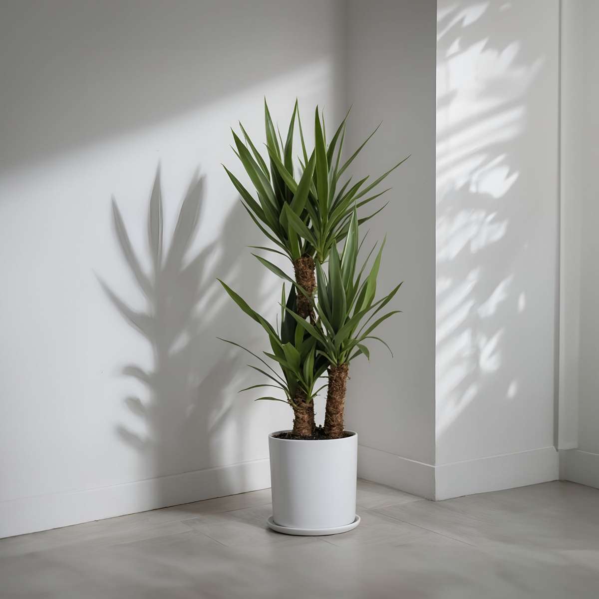 Common Yucca - Yucca elephantipes - Height 70-80cm - ⌀21cm