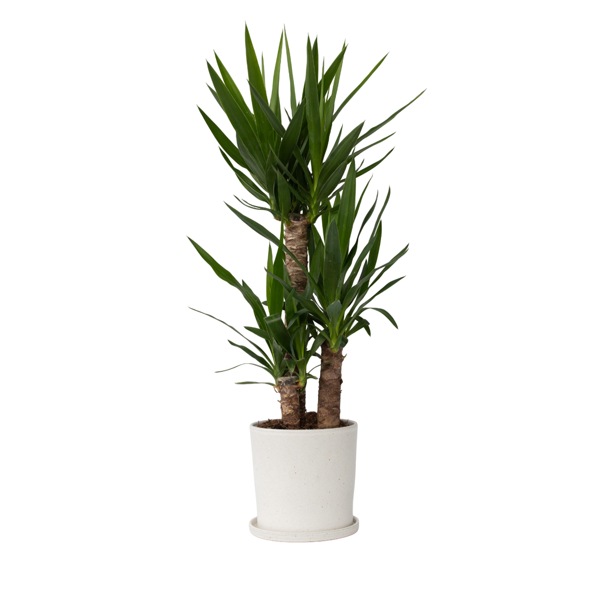 Common Yucca - Yucca elephantipes - Height 70-80cm - ⌀21cm