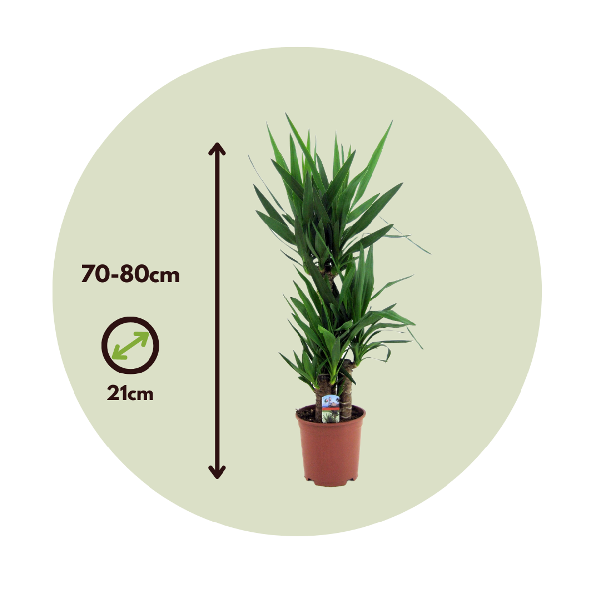 Common Yucca - Yucca elephantipes - Height 70-80cm - ⌀21cm