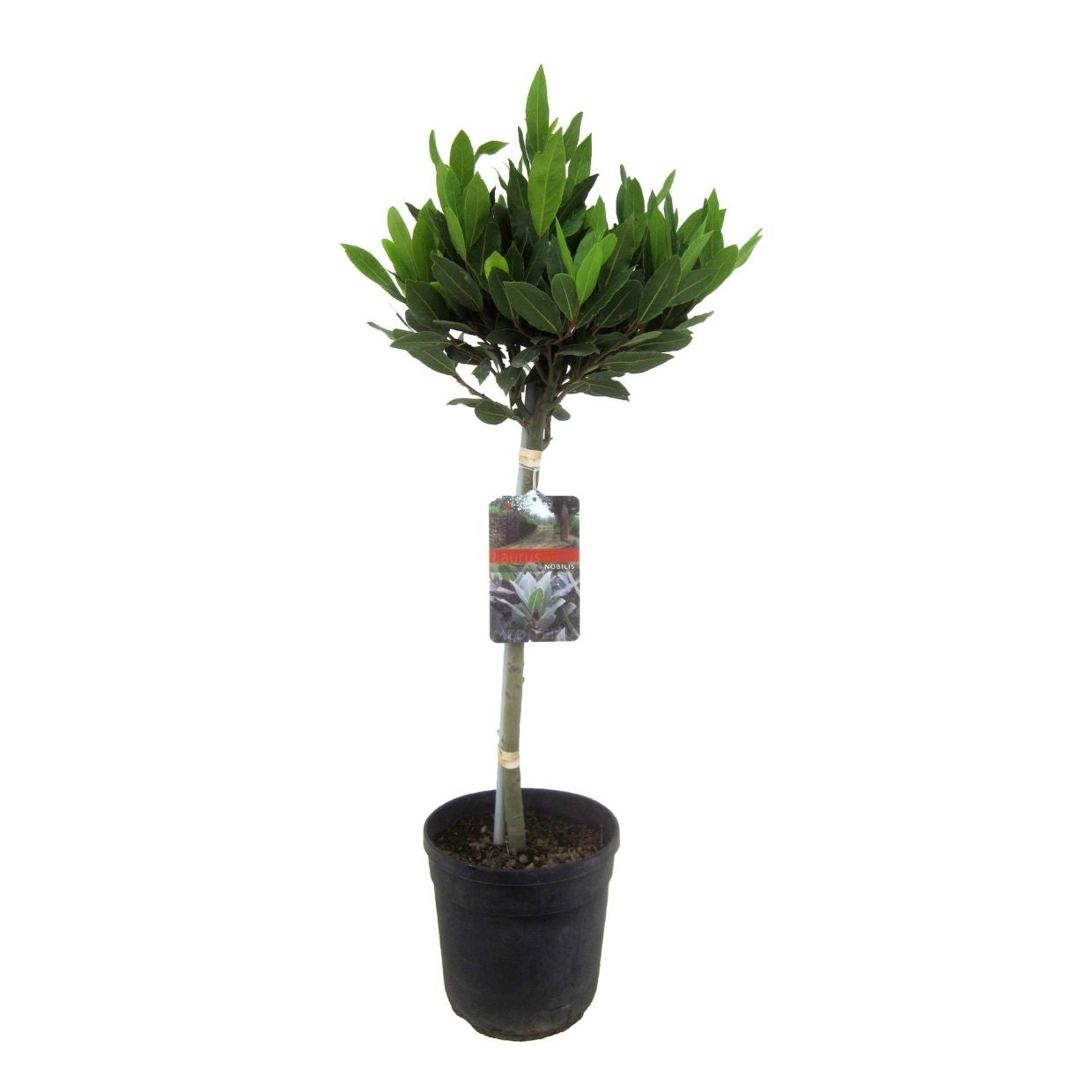 Laurier noble - Laurus nobilis - Hauteur 90-100cm - ⌀21cm - TD Plantz