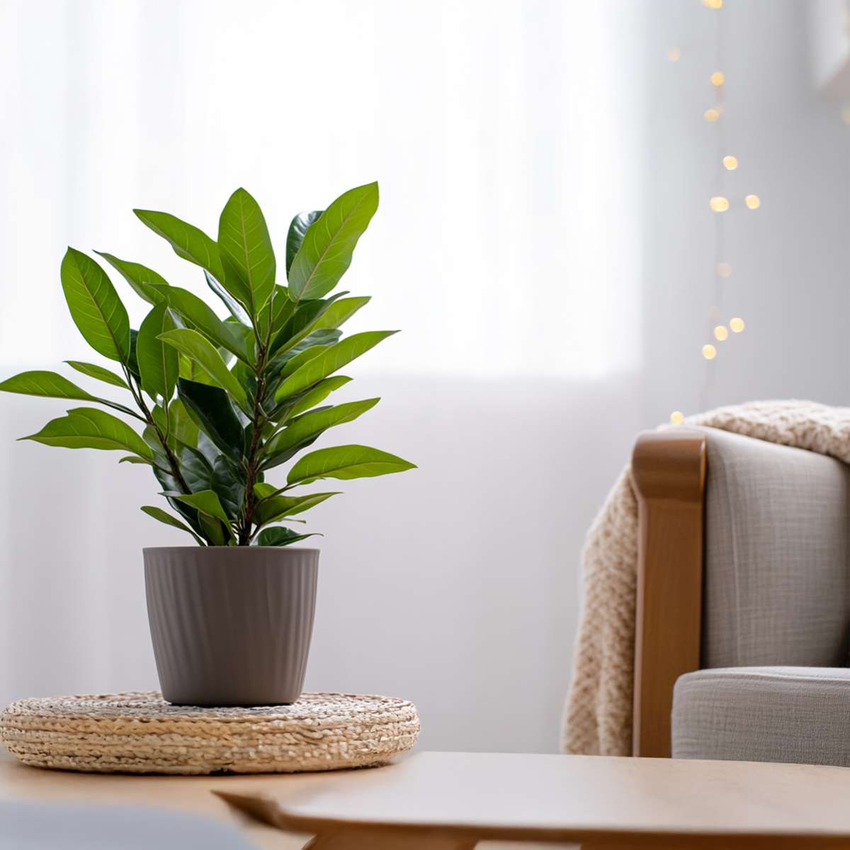 Laurier noble - Set de 2 - Laurus nobilis - Hauteur 30-40cm - ⌀14cm