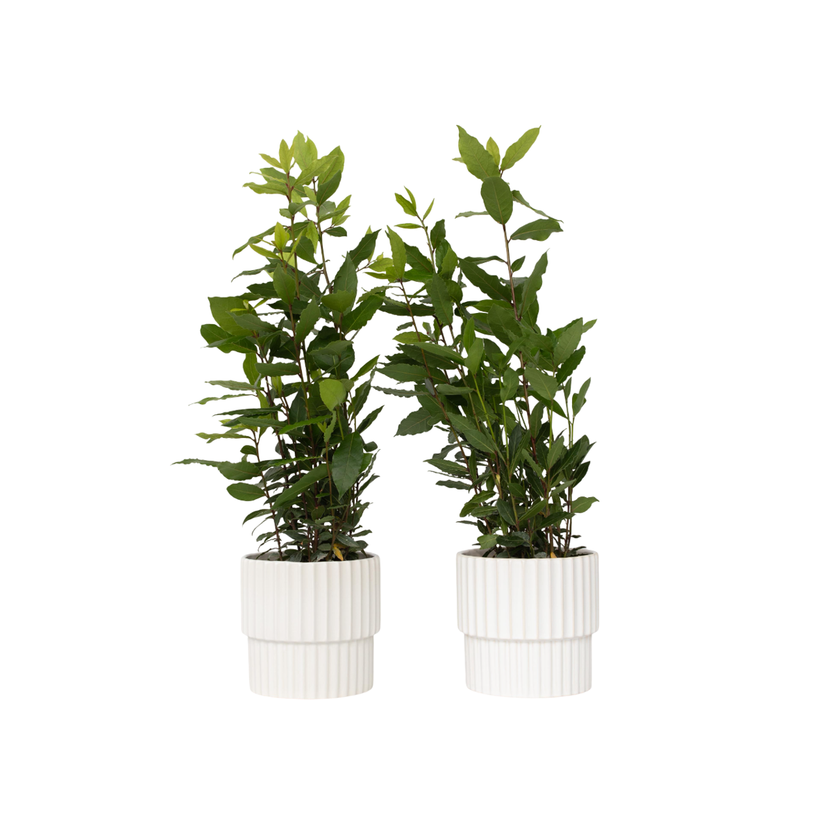 Laurier noble - Set de 2 - Laurus nobilis - Hauteur 30-40cm - ⌀14cm