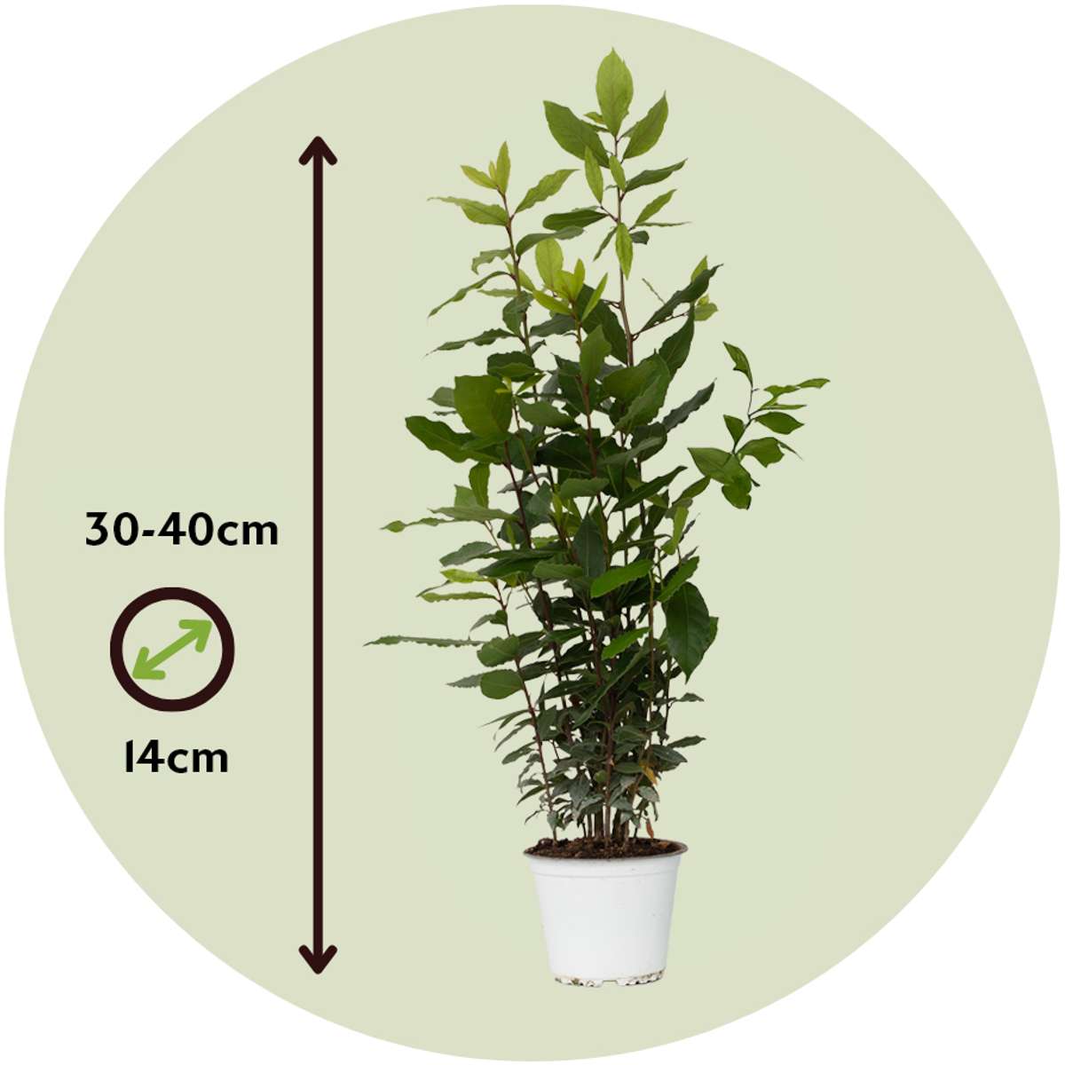 Laurier noble - Set de 2 - Laurus nobilis - Hauteur 30-40cm - ⌀14cm