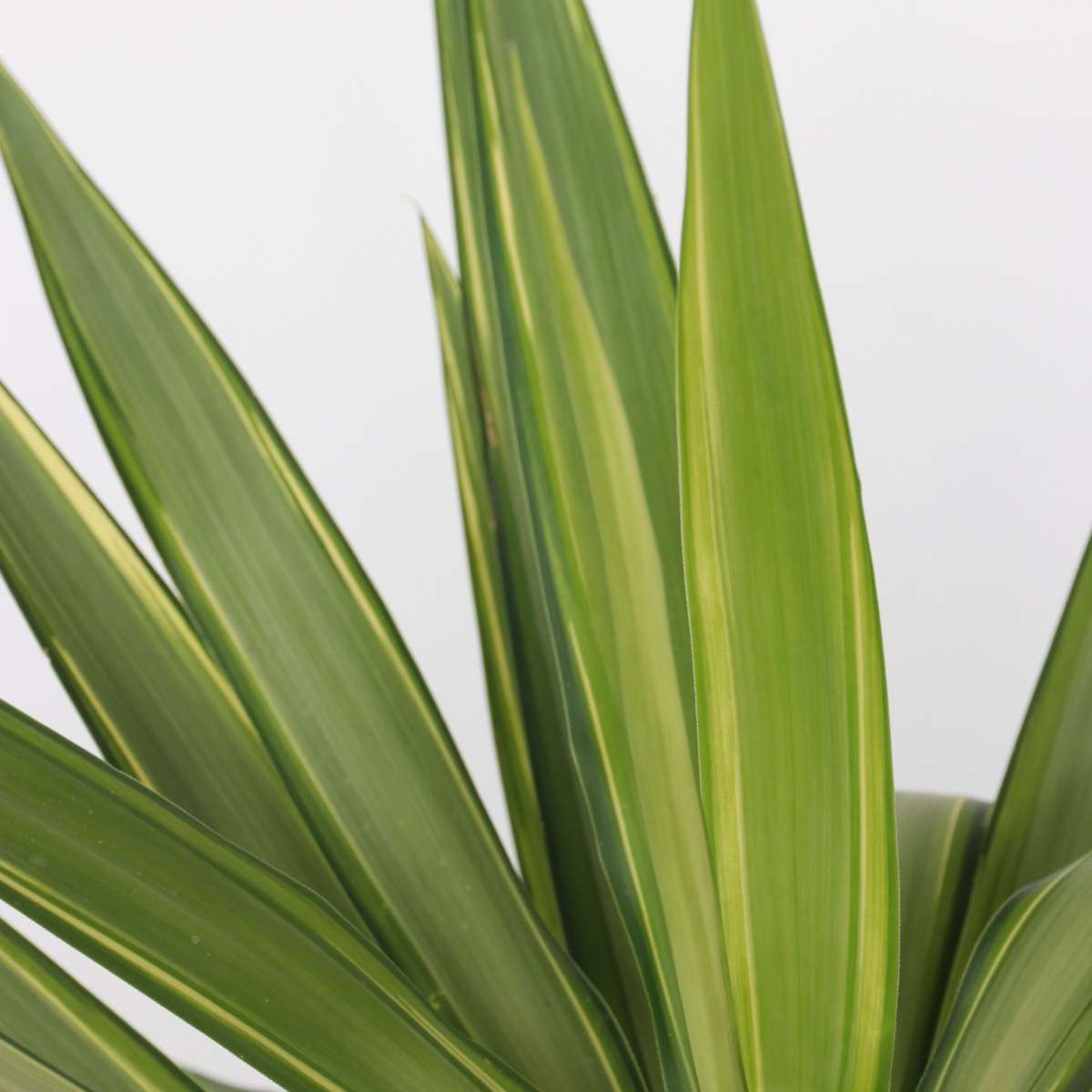 Spineless Yucca - Yucca elephantipes 'Jewel' - Height 60-70cm - ⌀21cm