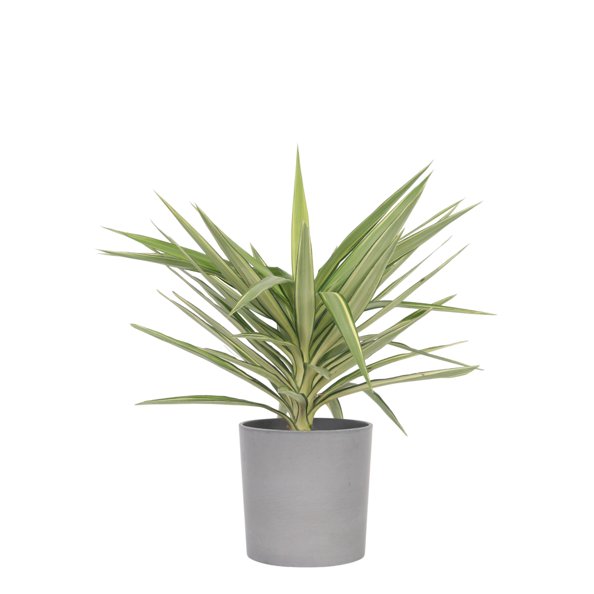 Spineless Yucca - Yucca elephantipes 'Jewel' - Height 60-70cm - ⌀21cm