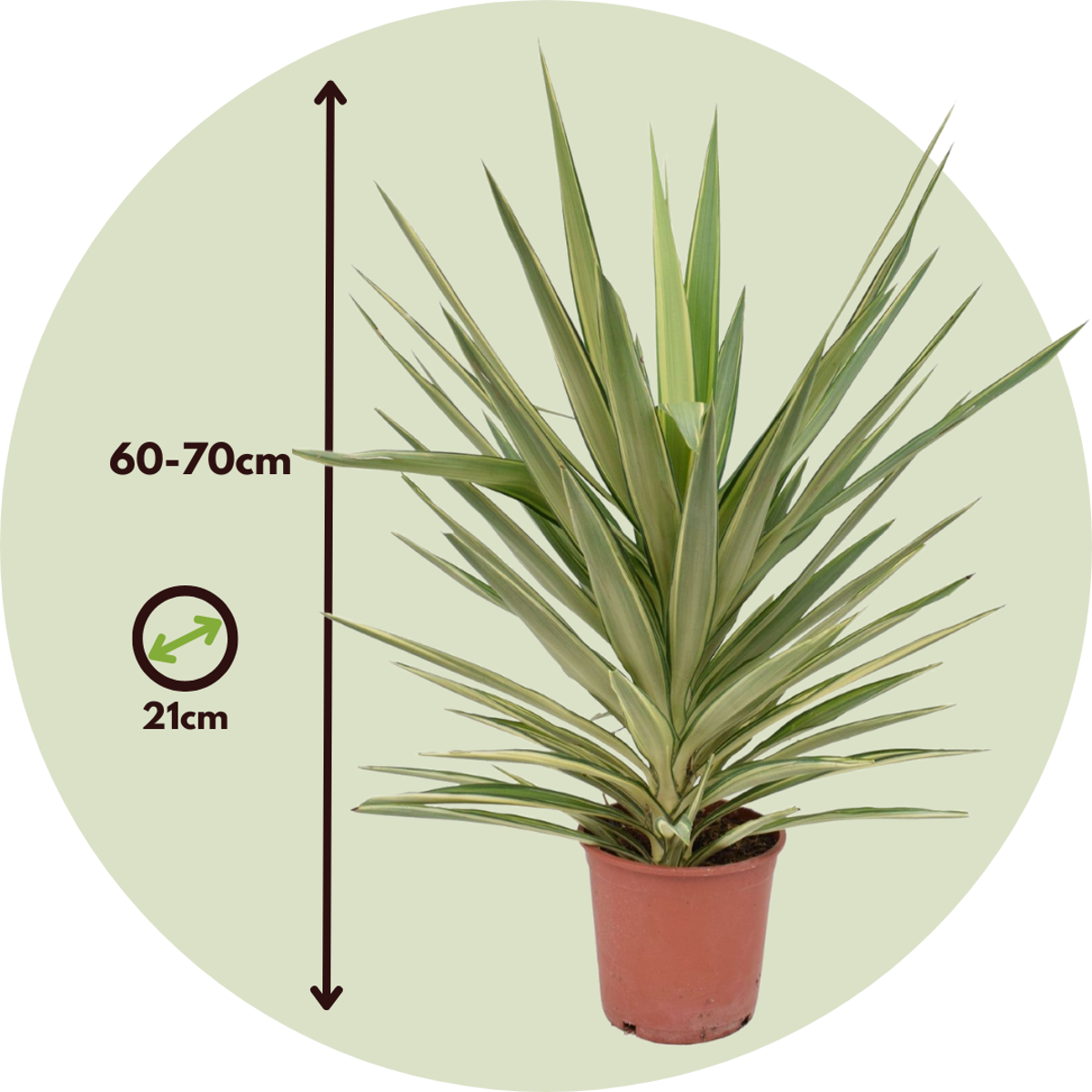 Spineless Yucca - Yucca elephantipes 'Jewel' - Height 60-70cm - ⌀21cm