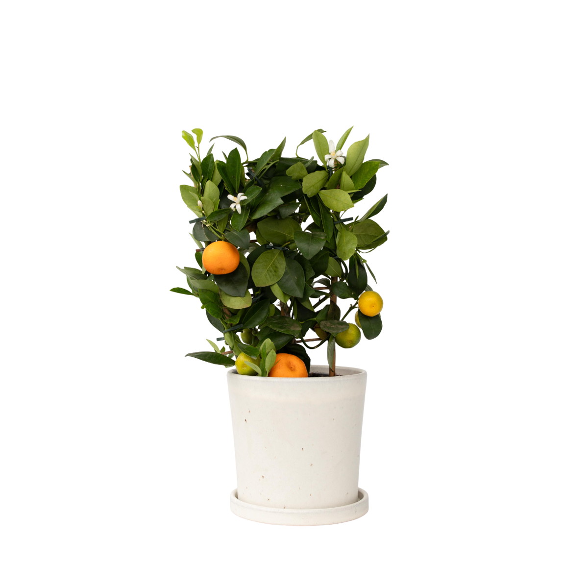 Citronnier - Citrus mitis 'Calamondin' - Hauteur 35-40cm - ⌀14cm
