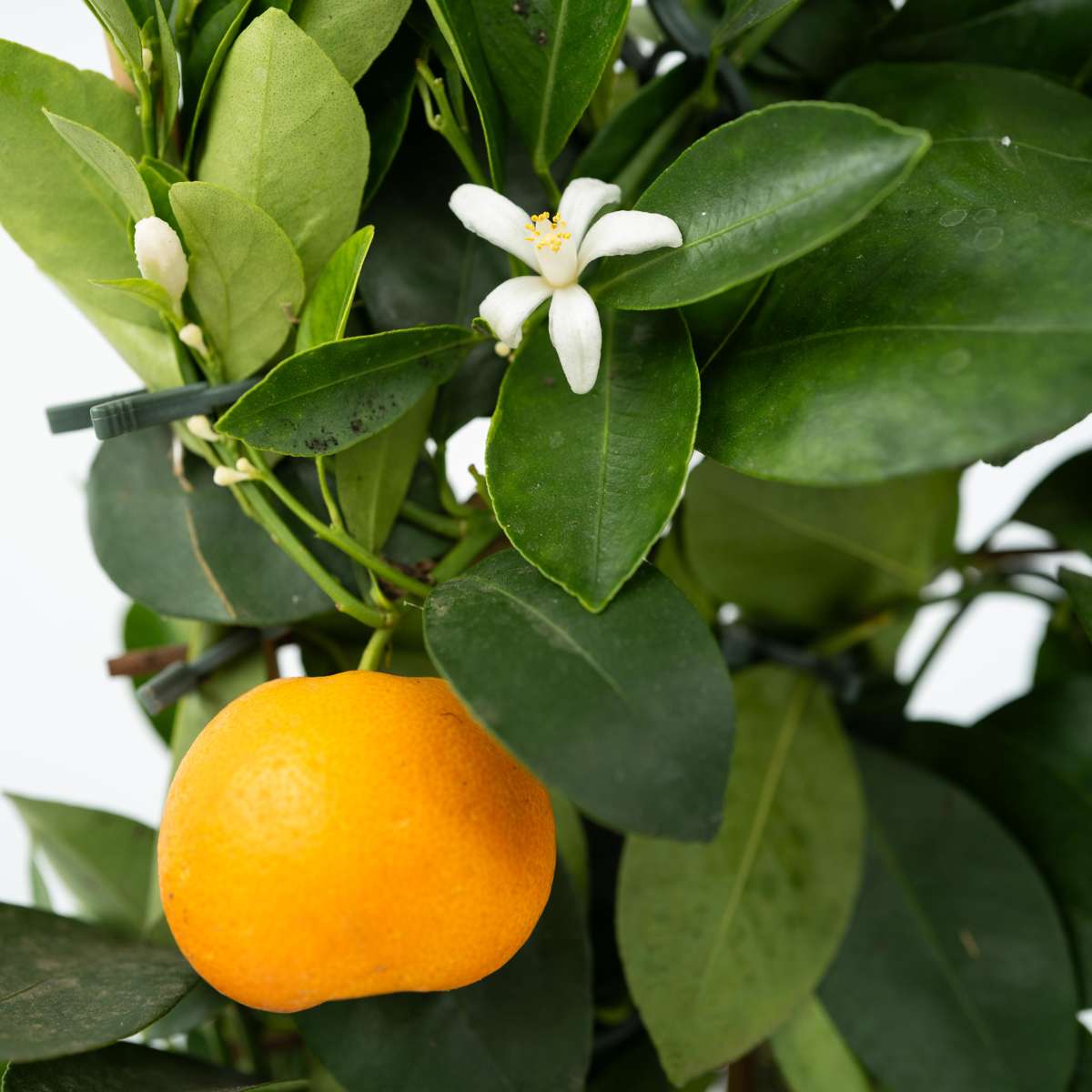 Kalamansi Lime - 2 pcs. - Citrus mitis 'Calamondin' - Height 35-40cm - ⌀14cm