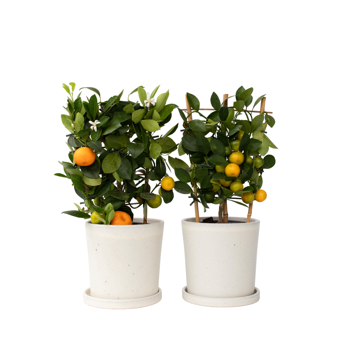 Kalamansi Lime - 2 pcs. - Citrus mitis 'Calamondin' - Height 35-40cm - ⌀14cm