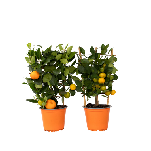 Citronnier - Set de 2 - Citrus mitis 'Calamondin' - Hauteur 35-40cm - ⌀14cm