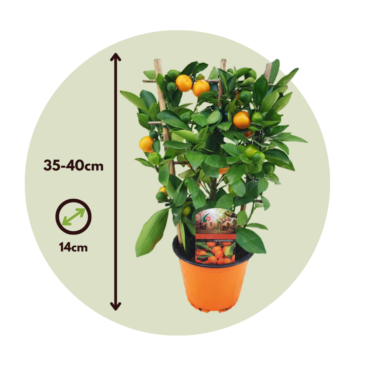 Kalamansi Lime - 2 pcs. - Citrus mitis 'Calamondin' - Height 35-40cm - ⌀14cm