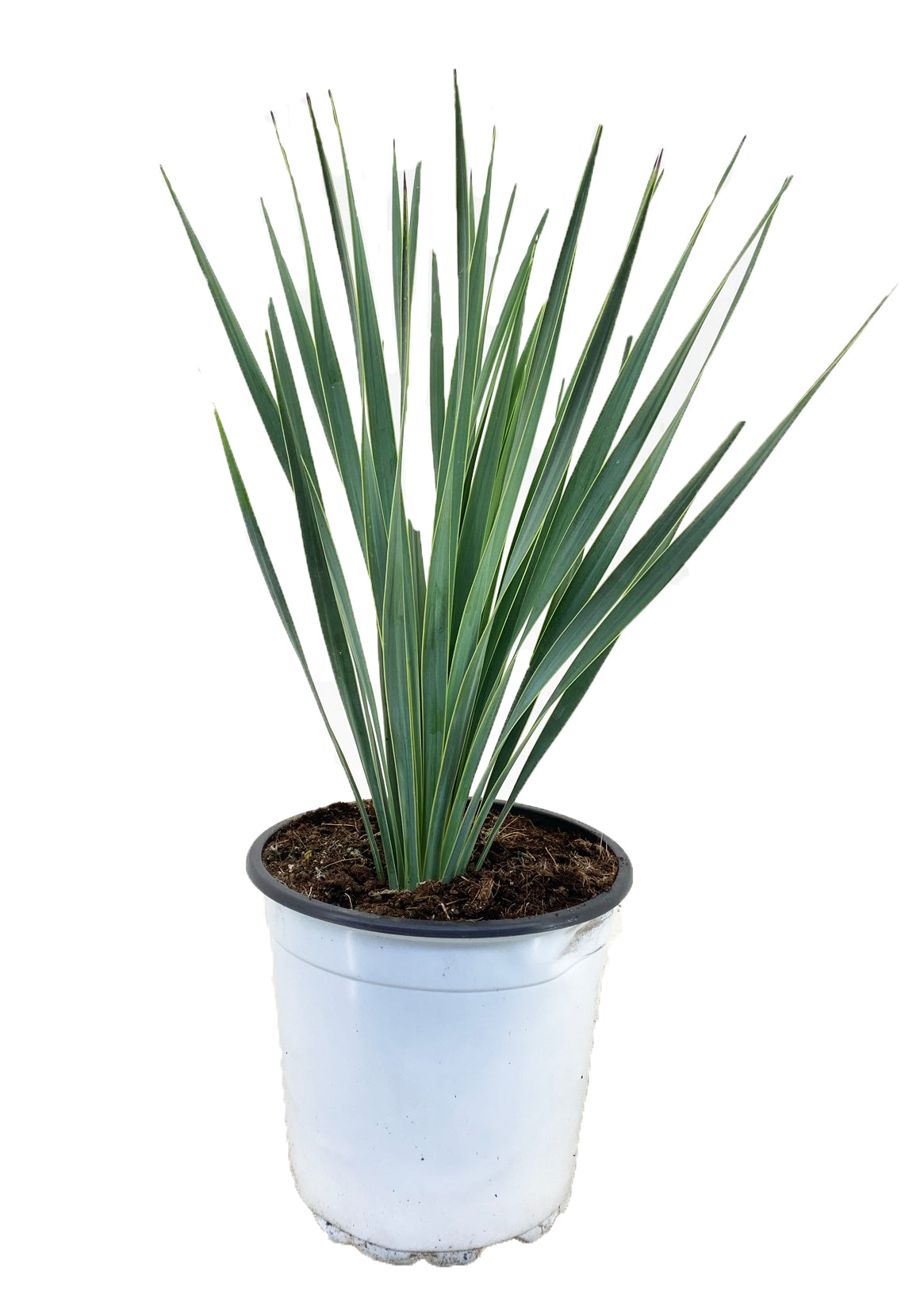 Beaked Yucca - Yucca rostrata - Height 35-45cm - ⌀17cm