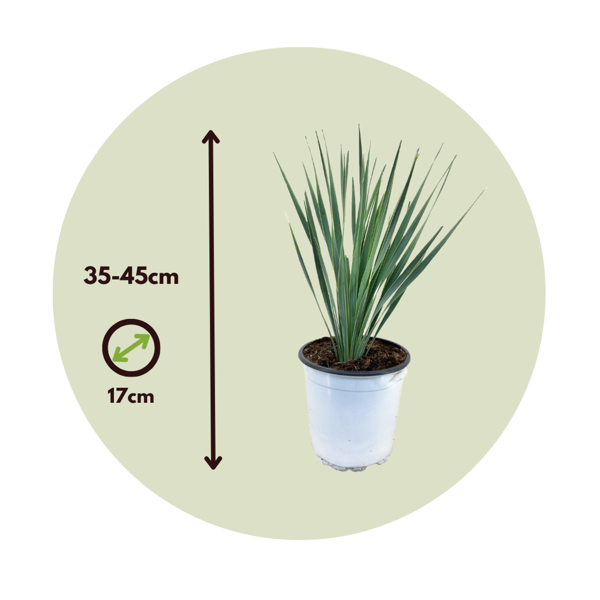 Beaked Yucca - Yucca rostrata - Height 35-45cm - ⌀17cm