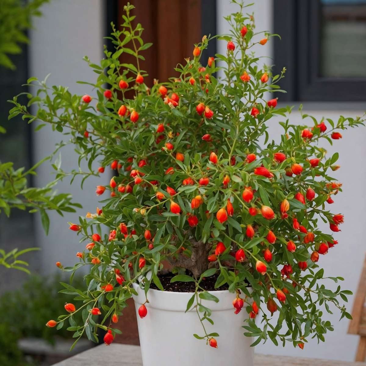 Pomegranate Tree - Punica granatum - Height 40-50cm - ⌀17cm