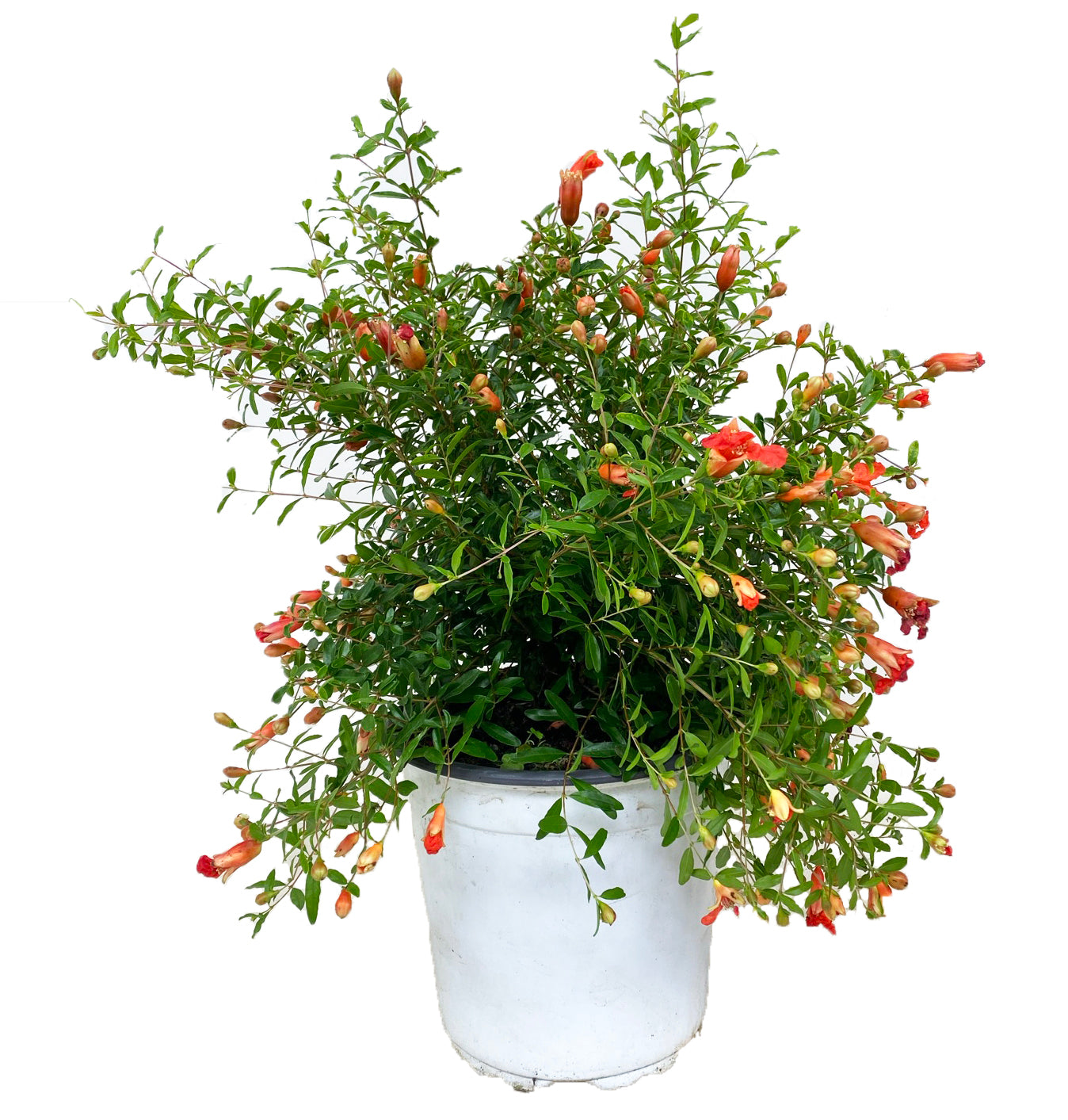 Pomegranate Tree - Punica granatum - Height 40-50cm - ⌀17cm