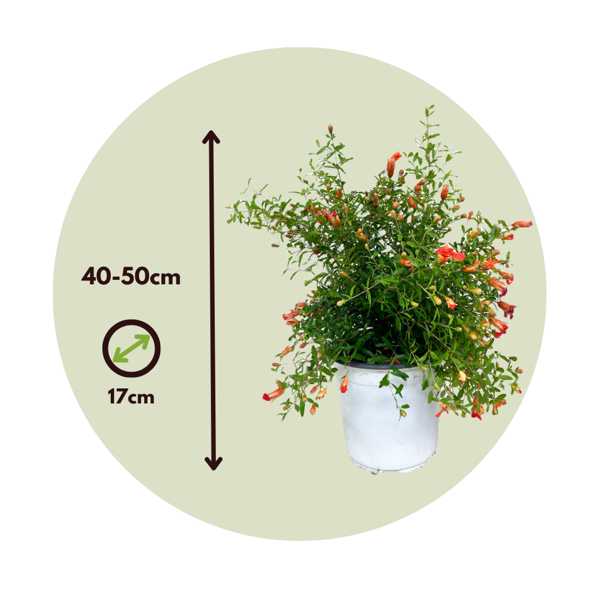 Pomegranate Tree - Punica granatum - Height 40-50cm - ⌀17cm