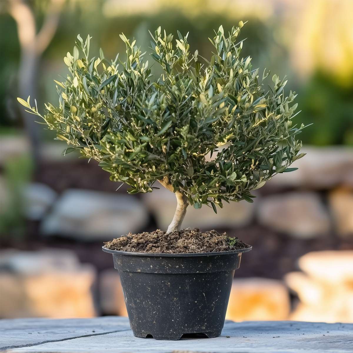 Common Olive in scale - Olea europaea - Height 30-40cm - ⌀21cm