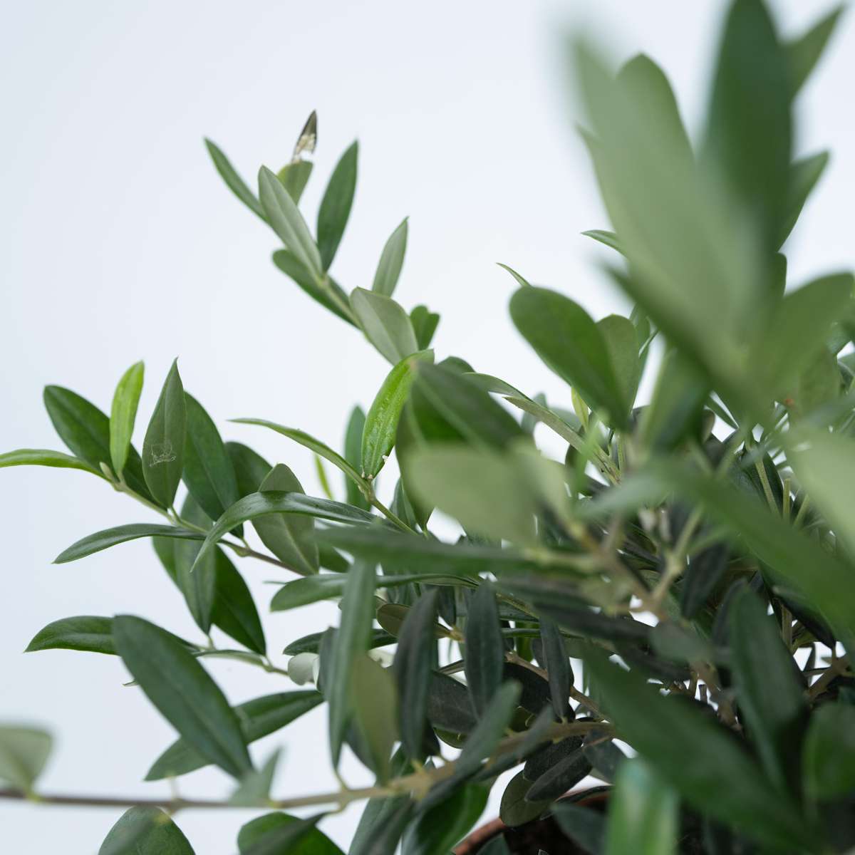 Common Olive in scale - Olea europaea - Height 30-40cm - ⌀21cm