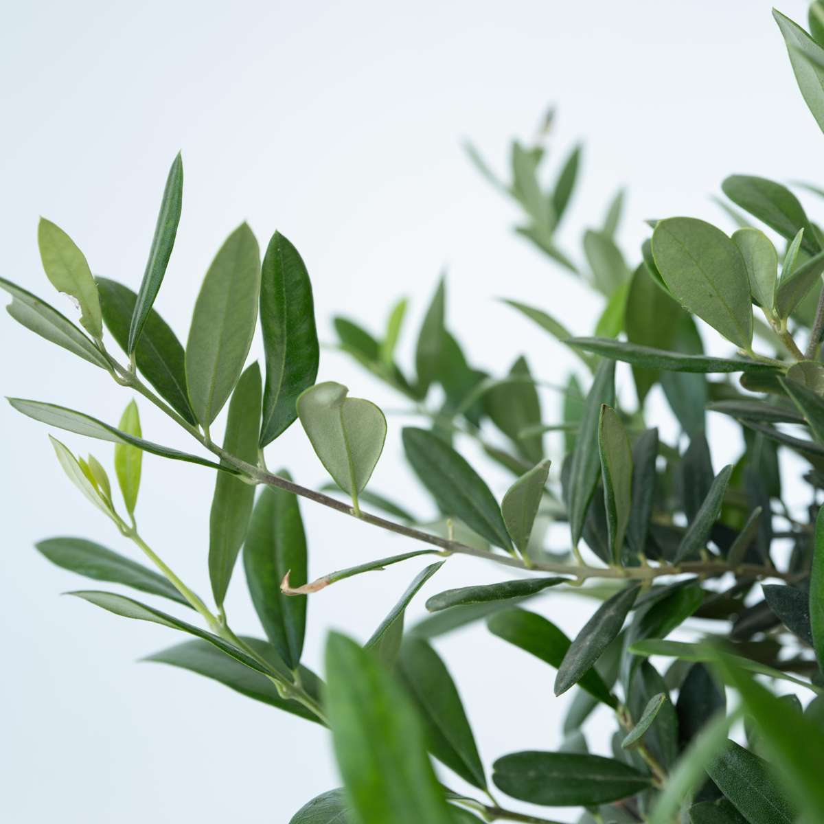 Common Olive in scale - Olea europaea - Height 30-40cm - ⌀21cm