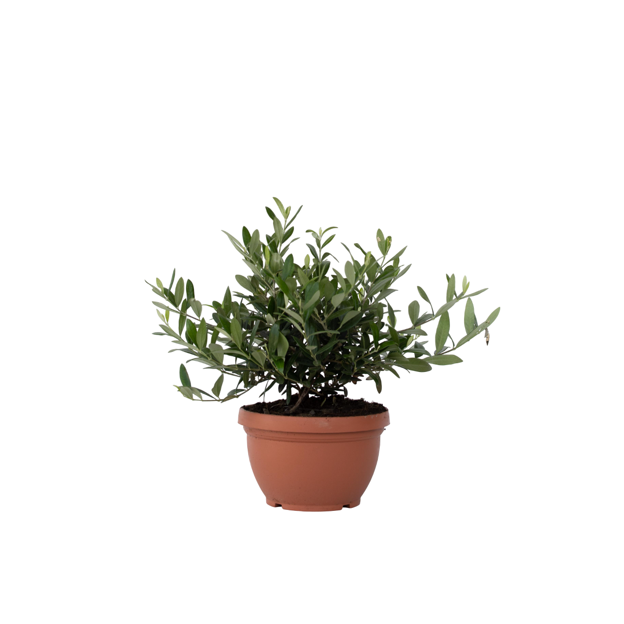 Common Olive in scale - Olea europaea - Height 30-40cm - ⌀21cm