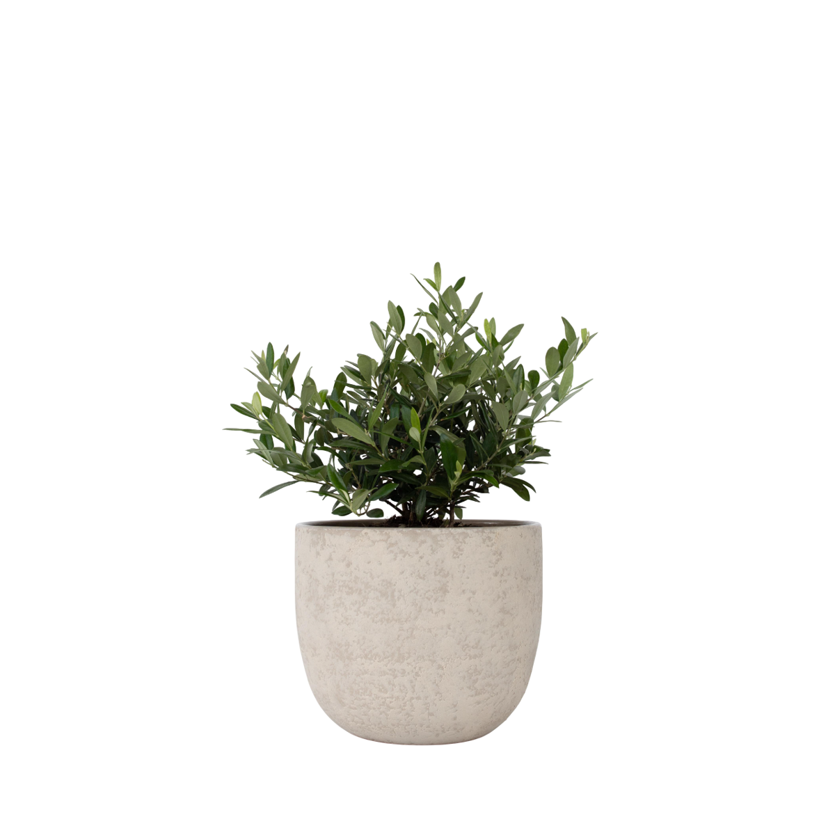 Common Olive in scale - Olea europaea - Height 30-40cm - ⌀21cm