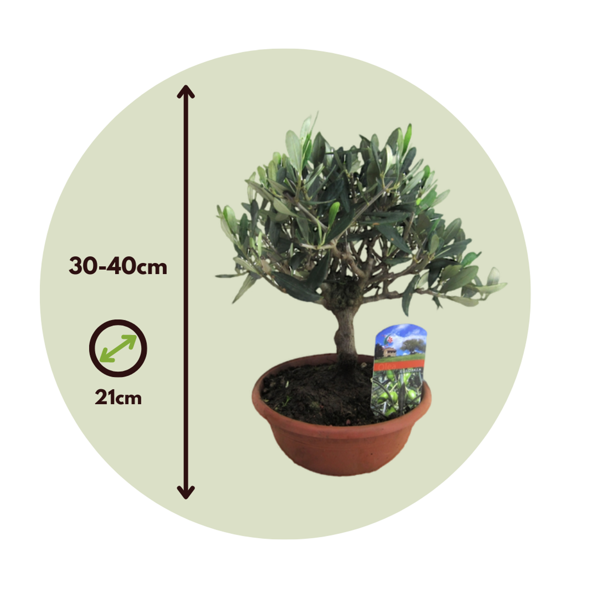 Common Olive in scale - Olea europaea - Height 30-40cm - ⌀21cm