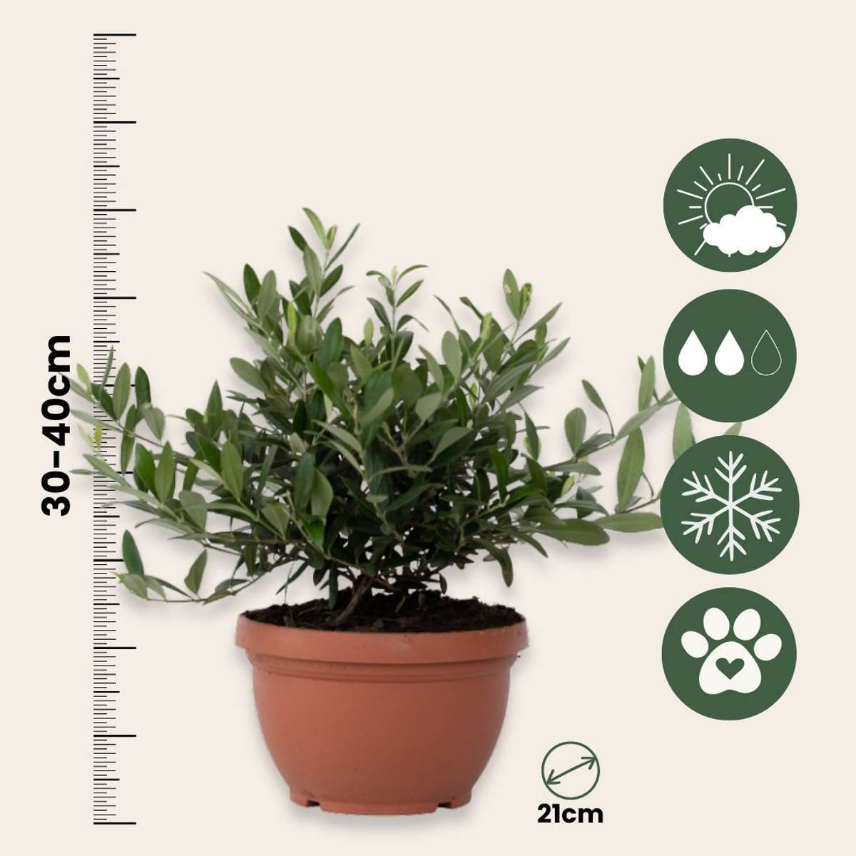 Olivier - Olea europaea - Hauteur 30-40cm - ⌀21cm
