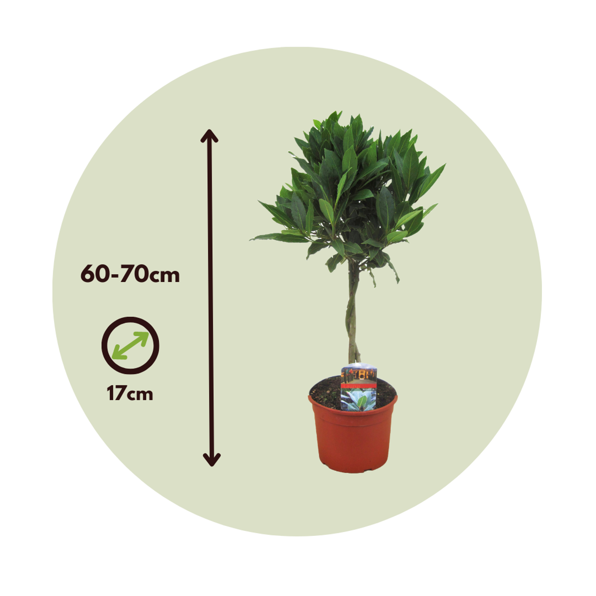 Laurier noble - Laurus nobilis - Hauteur 60-70cm - ⌀17cm