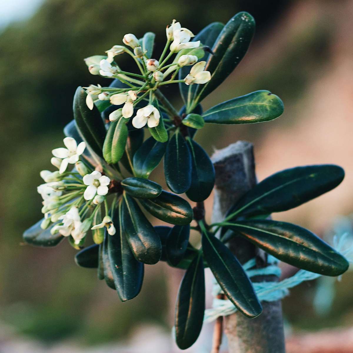Pittospore du Japon - Pittosporum tobira nanum - Hauteur 30-40cm - ⌀19cm